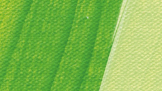 Hovedbilde Schmincke Akademie 60ml. may green