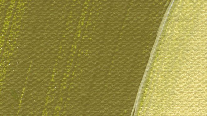 Hovedbilde Schmincke Akademie 60ml. olive green