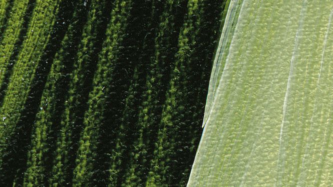 Hovedbilde Schmincke Akademie 250ml. sap green